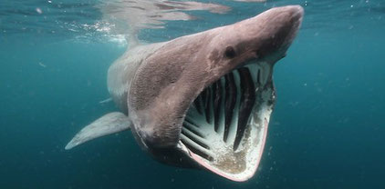 The basking shark eats plankton. (requin pèlerin)