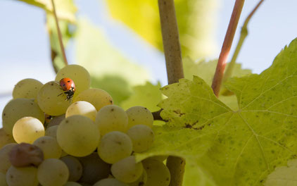 from-vine-to-wine-Myriam-Fouasse-Robert-guided-wine-tours-tastings-Loire-Valley-vineyard-Vouvray-Touraine-Tours-Amboise-Rendez-Vous-dans-les-Vignes