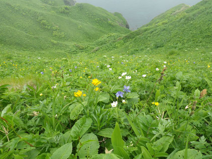 桃岩コース海側のお花畑