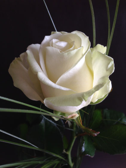 Rose, Rosa