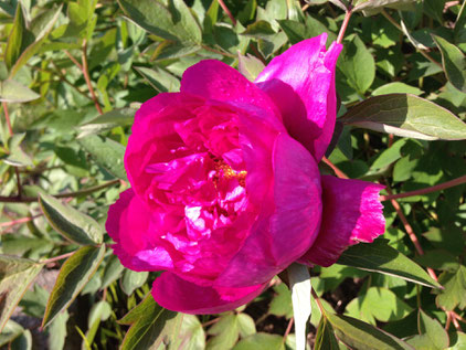 Pfingstrose (Paeonia), Peony, peonia