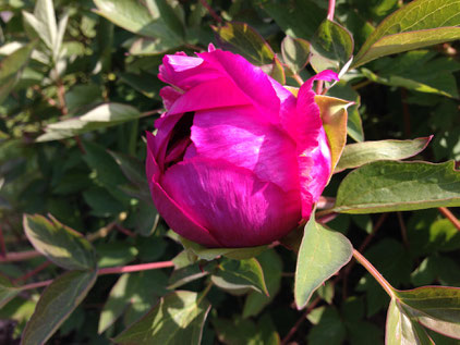 Pfingstrose (Paeonia), Peony, peonia