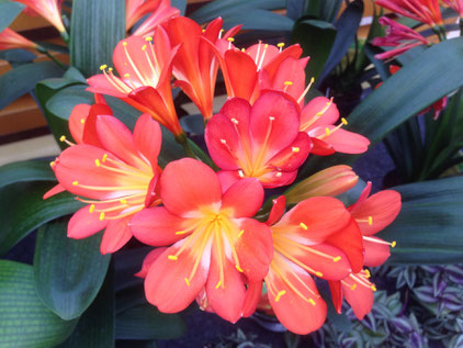 Clivia Miniata