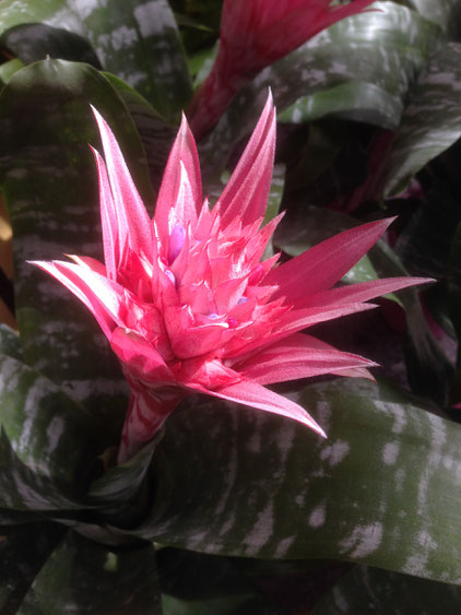 Bromelie, bromelia