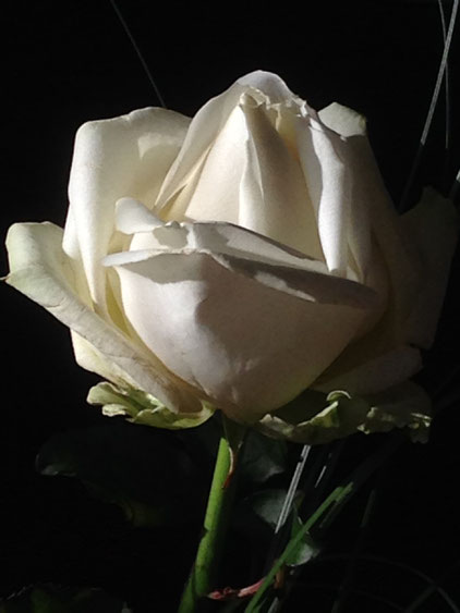 Rose, rosa