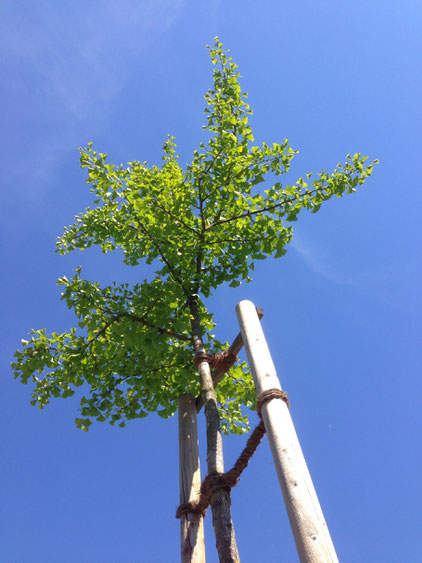 Ginkgo Biloba