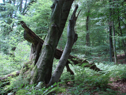 Bislang sind lediglich zwei Prozent des Bielefelder Stadtwaldes so naturnah wie dieser am Kahlen Berg. Der Flächenanteil des Kommunalwaldes, der aus der Nutzung genommen werden und sich künftig unbeeinflusst entwickeln soll, wird auf mind. 10% steigen. 
