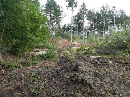 Derart massive Begleitschäden der Bodenstruktur sowie der Kraut- und Strauchschicht durch intensive forstliche Nutzung sind nur vermeidbar, wenn sich auch private Waldbesitzer den Prinzipien des städtischen Naturwaldkonzepts anschließen. 