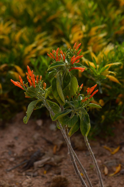 small sunny garden, desert garden, amy myers, photography, gbbd, garden bloggers bloom day, spring, flowers