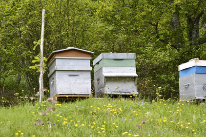 ruche derrière la maison