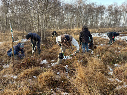 Entkusseln vom wertvollen Moorflächen im Offensether Moor am 17. Januar