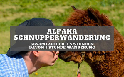 Alpaka Schnupperwanderung zum Kennenlernen