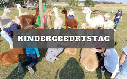 Kindergeburtstag bei den Alpakas