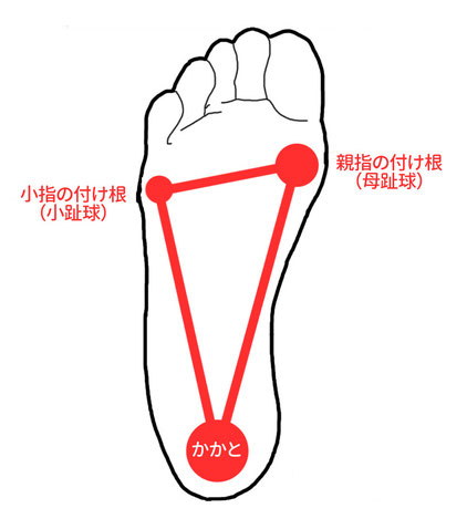 足裏アーチの中で「親指の付け根」と「かかと」を結んだところが土踏まずです