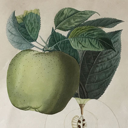 Barbara Leigh folk art French print of an apple