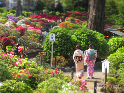 Nezu Shrine during the azalea season in April