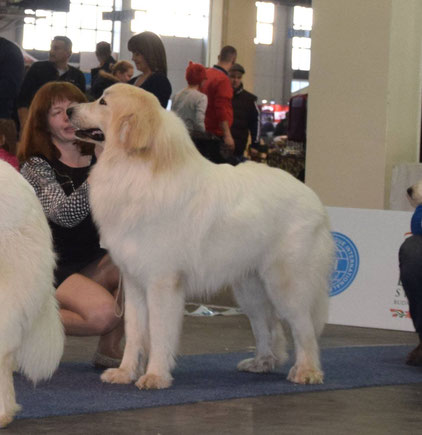 Echo de'Chien Darwin. Photo Vivien Balogh