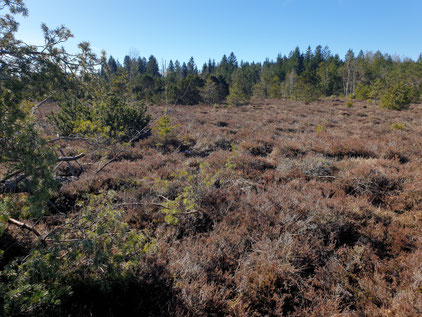 Von Besenheide (Calluna vulgaris) dominierter offener Hochmoorbereich im westlichen Moorzentrum, Foto: Sabine Tappertzhofen, 09.03.2024