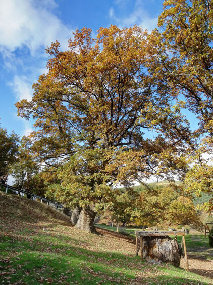 REBOLLO DE TEJERA - PARQUE AVELLANOS. PUEBLA DE LA SIERRA. MADRID.