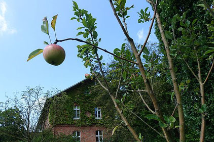 Apfelbaum im Garten trägt erste Äpfel