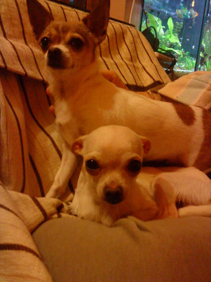 CHIHUAHUA PINCHA FOTO