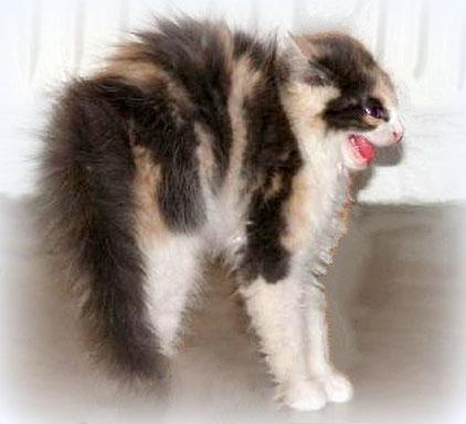 Maine Coon Kitten, Foto: Miriam Ciabattoni, of deep-affection.de