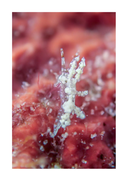 Eubranchus sp.7