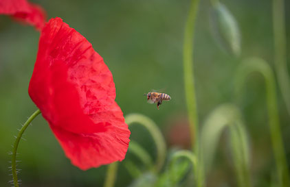 Biene fliegt zur Mohnblume