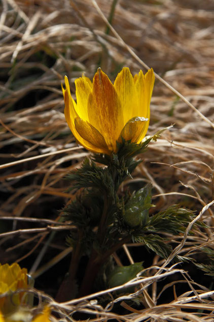 　ミチノクフクジュソウの萼片は短く、花弁の半分ほどでした