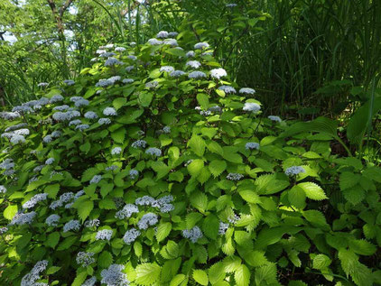 　コアジサイ（小紫陽花）　2013.05.18