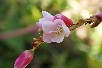 サクラタデ (桜蓼)　タデ科 イヌタデ属