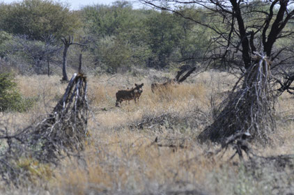 Warzenschwein in Namibia, Fotograf Roland Zobel