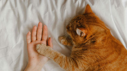 Communication animale