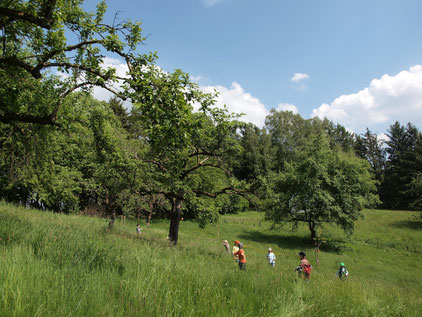 Die NAJU auf der großen Streuobstwiese neben dem NEST. (Foto: Ulrich Frischgesell)