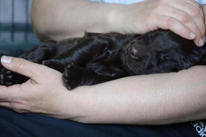 Welpen, Kleinhunde oder deutsche Dogge: Bei Daniela Elstner sind alle Hunde in guten Händen. Bild: zvg