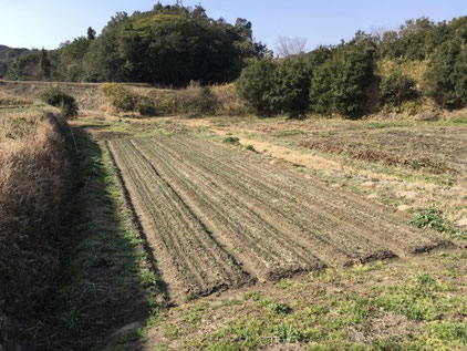 厳しかった冬から、春の陽気で伸び始めた晩生のタマネギ。