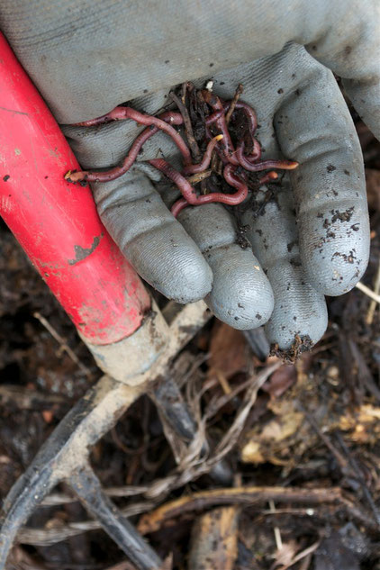 Red Wiggler worms (Eisenia fetida) from our compost pile at Distant Hill Gardens in Walpole, New Hampshire.