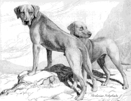 "Rodēzijas ridžbeki" no Hutchinson's Dog Encyclopaedia (1935)