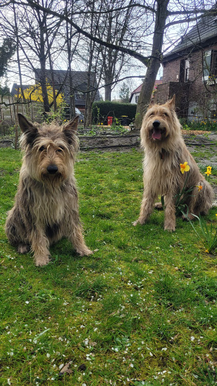 Buffy & Idefix