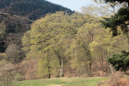 Walpertstal - andere Talseite auf dem Rückweg (G. Franke, 10.04.2016)