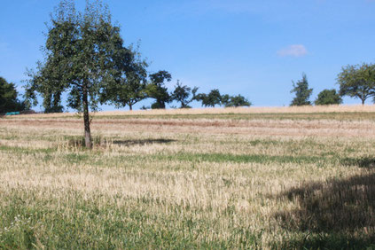 Streuobstwiesen bei Schielberg (G. Franke: 26.07.15)