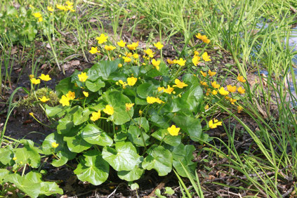 zwischen Fischweier und Neurod - Sumpfdotterblumen (Caltha palustris) (G. Franke)