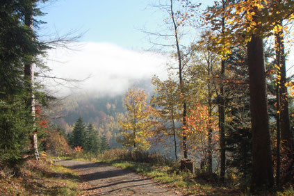 am Rennberg bei Bad Herrenalb (G. Franke, 01.11.15)