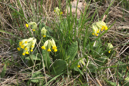 Wiesen-Schlüsselblume - Primula veris,  bei Pfinzweiler (G. Franke, 05.04.2017)