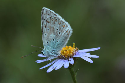 Blüte der Berg-Aster (Aster amellus) mit Silbergrünem Bläuling (Lysandra coridon) (G. Franke, 29.08.17)