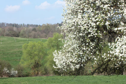 bei Pfinzweiler Naturschutzgebiet Pfinzquellen