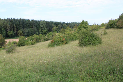 Südwesthang - Ersinger Springenhalde (G. Franke, Sept. 2009)