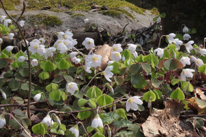 Wald-Sauerklee (Oxalis acetosella) am Wegrand (G. Franke, 10.04.2016)