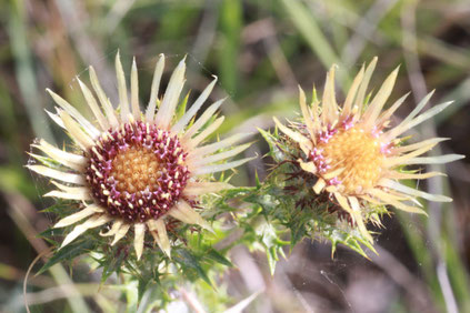 Golddistel - Carlina vulgaris (G. Franke, August 2013)