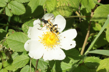 Gefleckter Schmalbock auf eine Ackerrosenblüte  (G. Franke, 26.06.16)